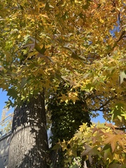 Liquidambar styraciflua