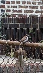 Passer domesticus