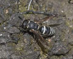 Euodynerus leucomelas
