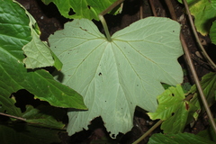 Begonia hydrophylloides