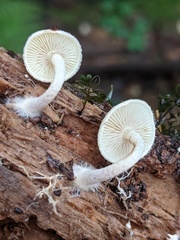 Pholiota scamba