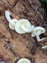 Pholiota scamba