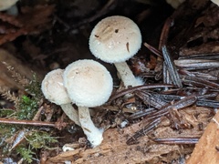 Pholiota scamba