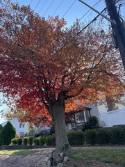 Acer