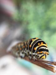 Papilio polyxenes
