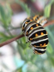 Papilio polyxenes