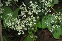 Begonia hydrophylloides