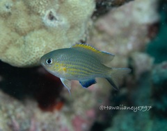 Pycnochromis vanderbilti
