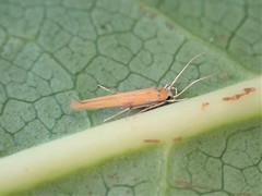 Stathmopoda skelloni