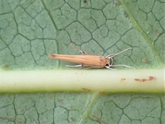 Stathmopoda skelloni