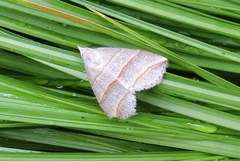 Colobochyla salicalis
