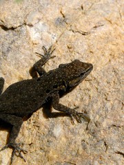 Quedenfeldtia moerens