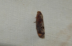 Cryptophlebia peltastica