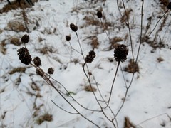 Sanguisorba officinalis