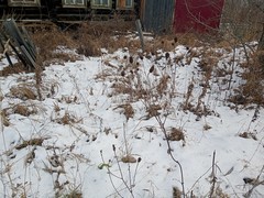 Sanguisorba officinalis
