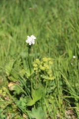 Valeriana alpestris