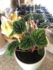 Peperomia caperata