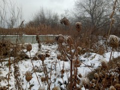 Cirsium arvense integrifolium