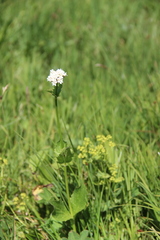 Valeriana alpestris