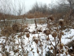 Cirsium arvense integrifolium