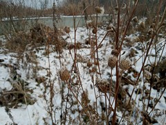 Cirsium arvense integrifolium