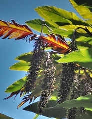 Alpinia boia