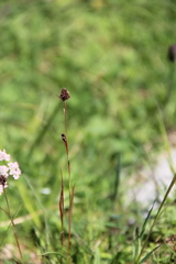 Luzula stenophylla