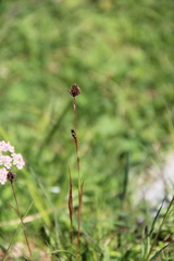 Luzula stenophylla