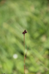 Luzula stenophylla