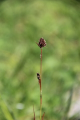 Luzula stenophylla