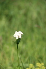 Valeriana alpestris