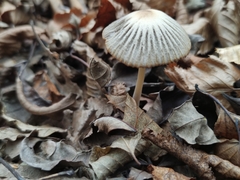 Coprinellus impatiens