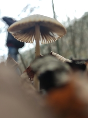 Coprinellus impatiens
