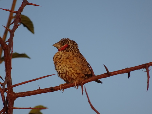 Cut-throat Finch