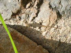 Quedenfeldtia trachyblepharus
