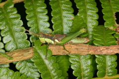 Antiphanes nodicollis