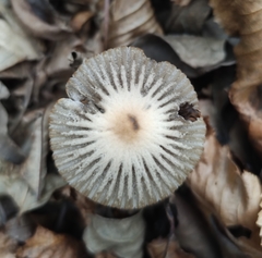 Coprinellus impatiens