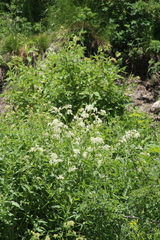 Koenigia panjutinii