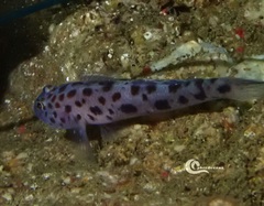 Thorogobius ephippiatus