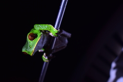 Phyllomedusa tarsius