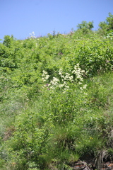 Koenigia panjutinii