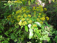 Azara serrata