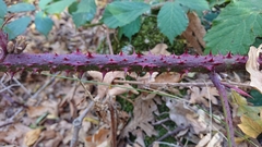 Rubus carpetanus