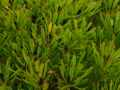 Alatosperma