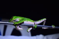 Phyllomedusa tarsius