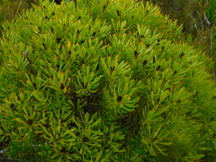 Alatosperma