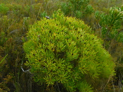 Alatosperma