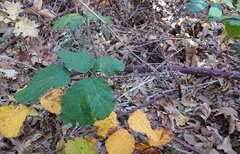 Rubus carpetanus