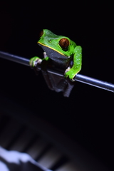 Phyllomedusa tarsius