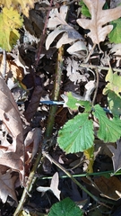 Rubus carpetanus